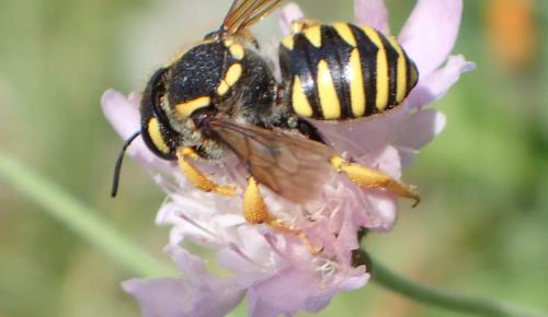 Réf. 315 349 : Trachusa sp.